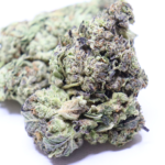 Blueberry Gas cannabis flower with frosty purple green buds and dense crystal trichomes from Omybuds