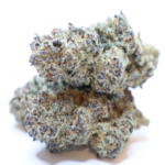 Purple Kush cannabis flower with dense purple and green buds