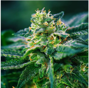 Close-up of a premium cannabis flower covered in frosty trichomes and orange pistils, showcasing high-quality cannabis buds available in Canada from Omybuds.