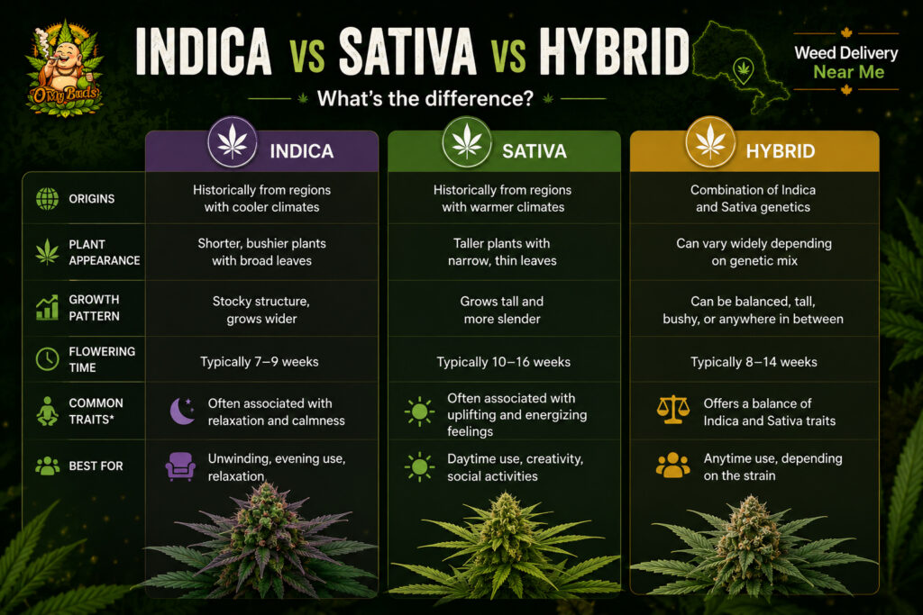 Indica vs Sativa vs Hybrid infographic comparing cannabis strain origins, plant characteristics, flowering times, and common traits.