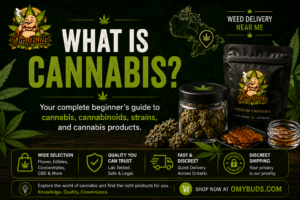 What Is Cannabis beginner's guide banner featuring cannabis products and cannabinoids by Omybuds