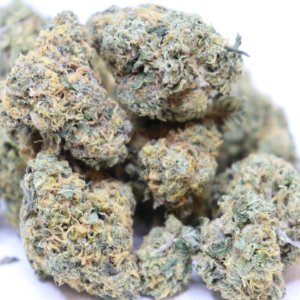 White Rhino